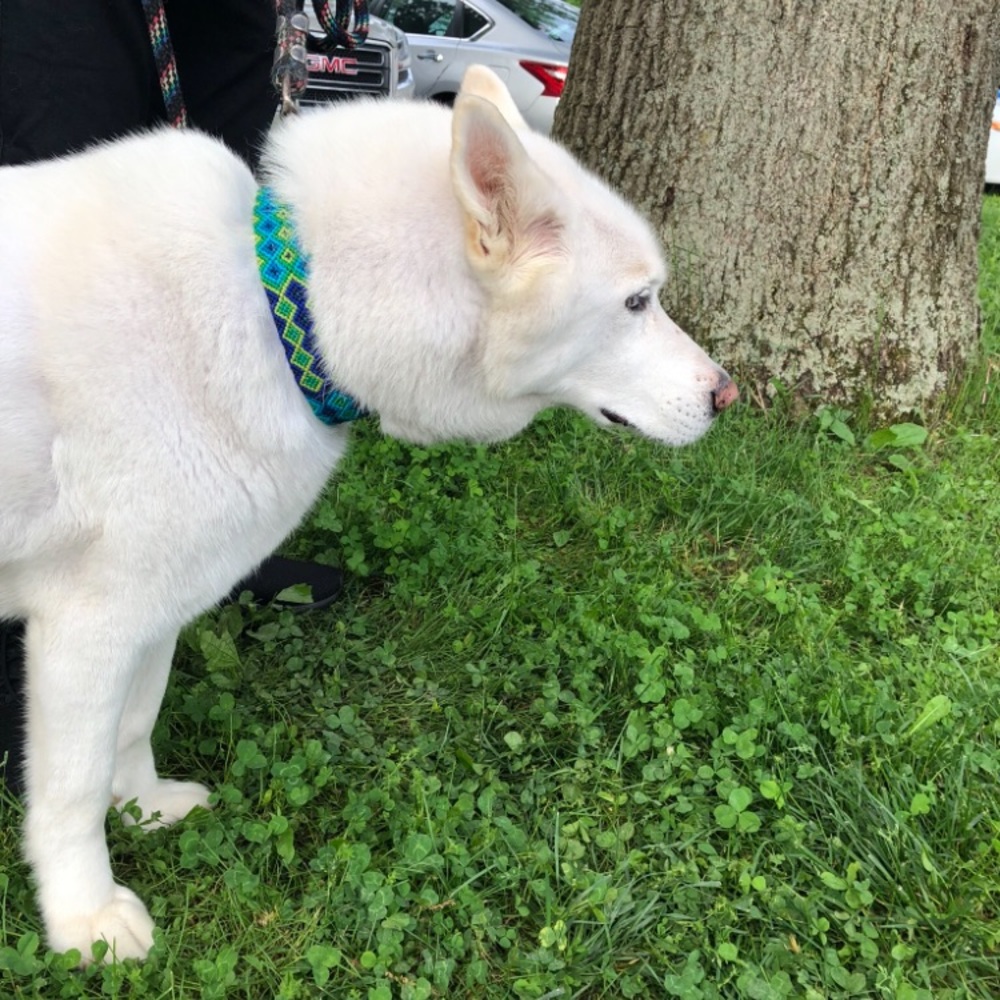 Dog collar for large dog.